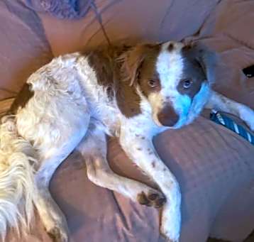 Photo of Max