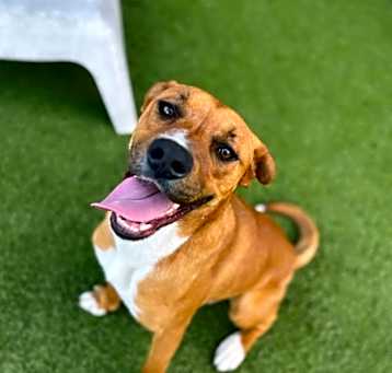 Photo of Harry(Banjo) LA Fire dog