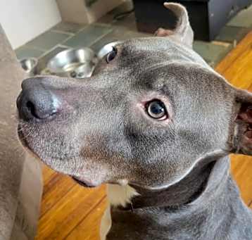 Photo of Rudolph (Rudy)