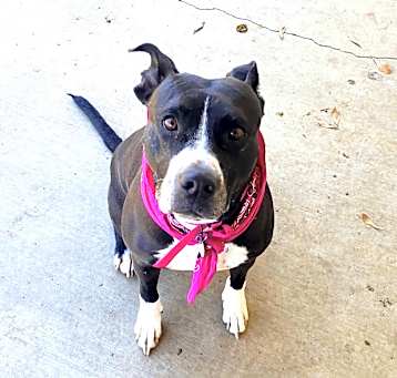 Photo of Lady