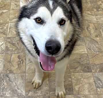 Photo of Timber