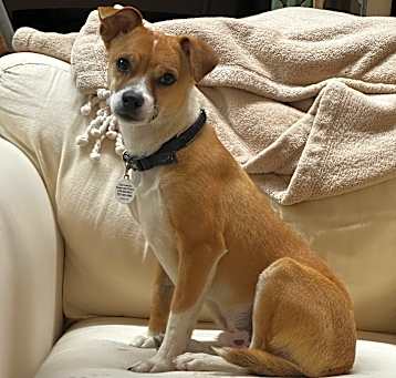 Photo of Almond