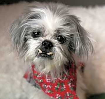 Photo of Cosmo