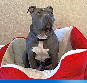 Photo of Hooch - **Facilitated Adoption**
