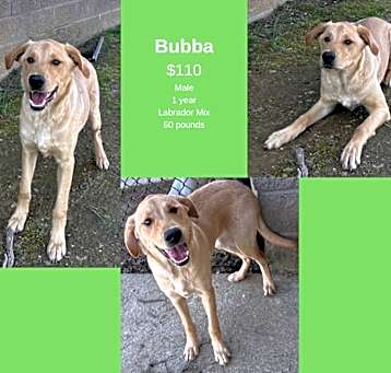 Photo of Bubba