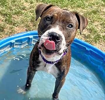 Photo of Bronco