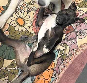 Photo of Scout