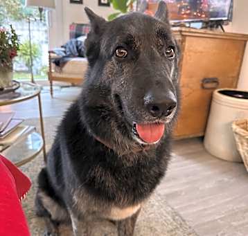 Photo of Bear