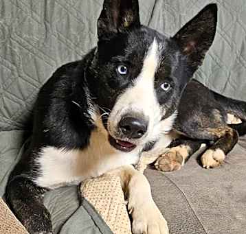 Photo of Cooper
