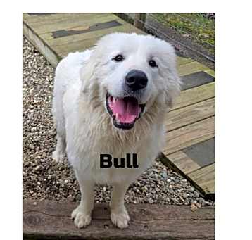 Photo of Bull