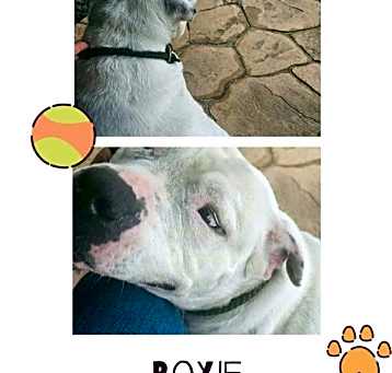Photo of Roxie