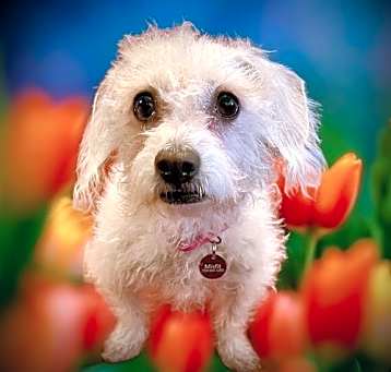Photo of Daphne