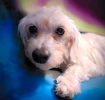 Photo of Daisy