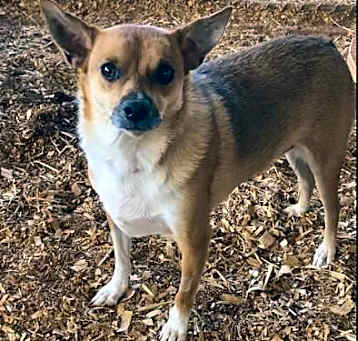 Photo of Sparkie