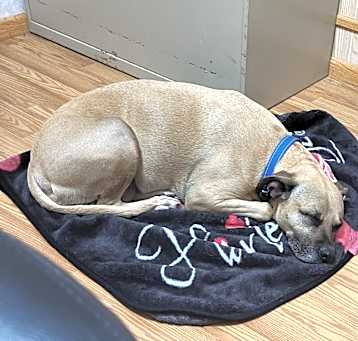 Photo of Stella