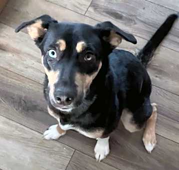 Photo of Ruby