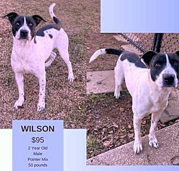 Photo of Wilson