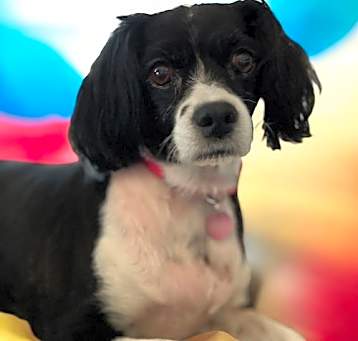Photo of Bella