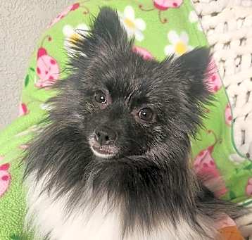 Photo of Oreo