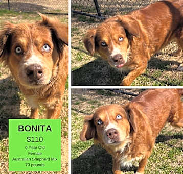 Photo of Bonita