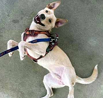 Photo of Pogo