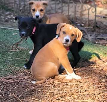 Photo of Puppies