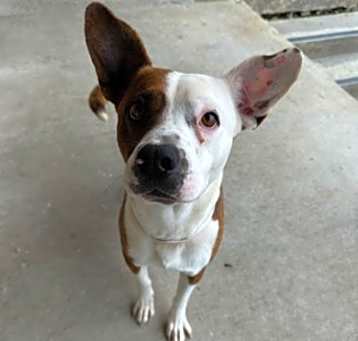 Photo of Pinky
