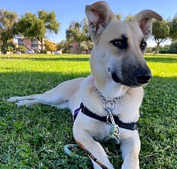 Photo of Littlefoot