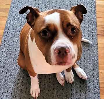 Photo of Zoey--Medical Hold