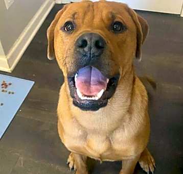 Photo of Biscuit AKA Mustard