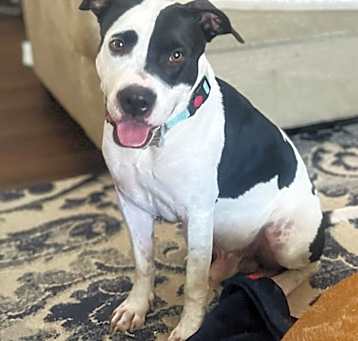 Photo of Panda the Great and Mighty Sweetie