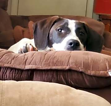 Photo of Piper