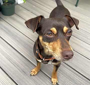Photo of Ginger