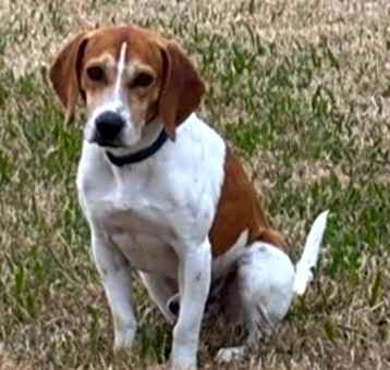 Photo of Duke