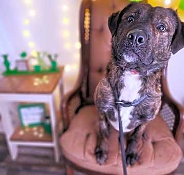 Photo of Bubby aka Bubbles