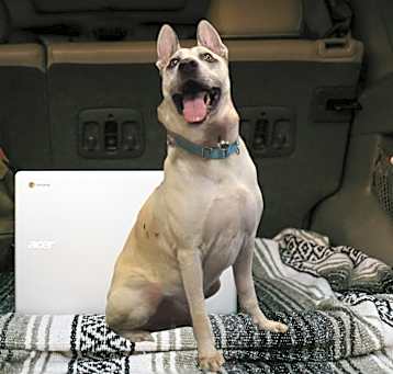 Photo of Shep.***foster or adopt***