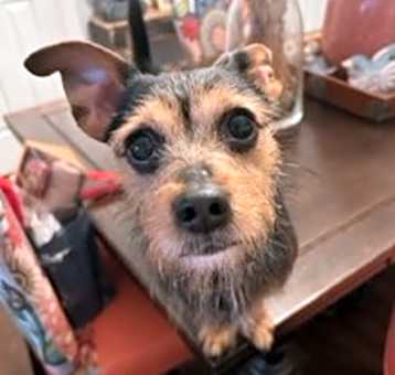 Photo of Charlie Brown
