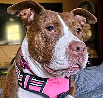 Photo of Sugar