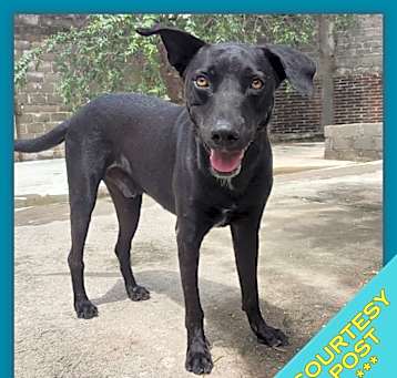 Photo of Pancho (CP)