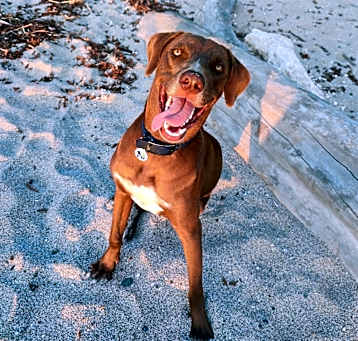 Photo of Griffin