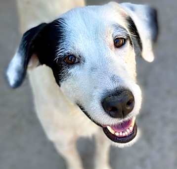 Photo of Patch