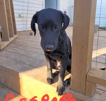 Photo of Casper