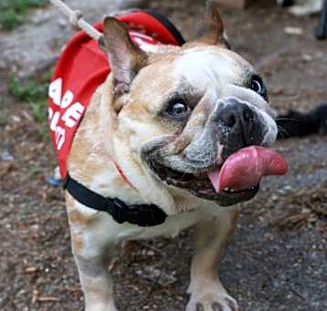 Photo of Pebbles