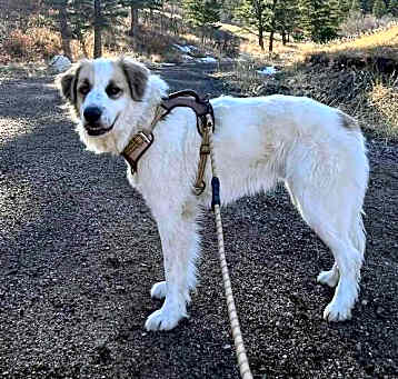 Photo of Cooper