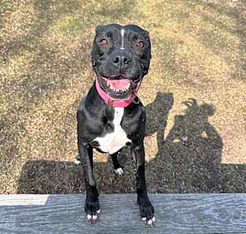 Photo of Sadie