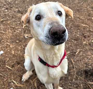 Photo of Koda