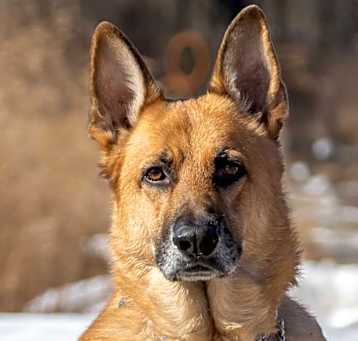 Photo of Yogi