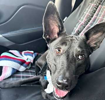 Photo of Freya