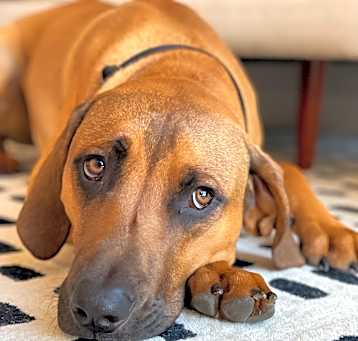 Photo of Odie