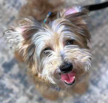 Photo of Benson